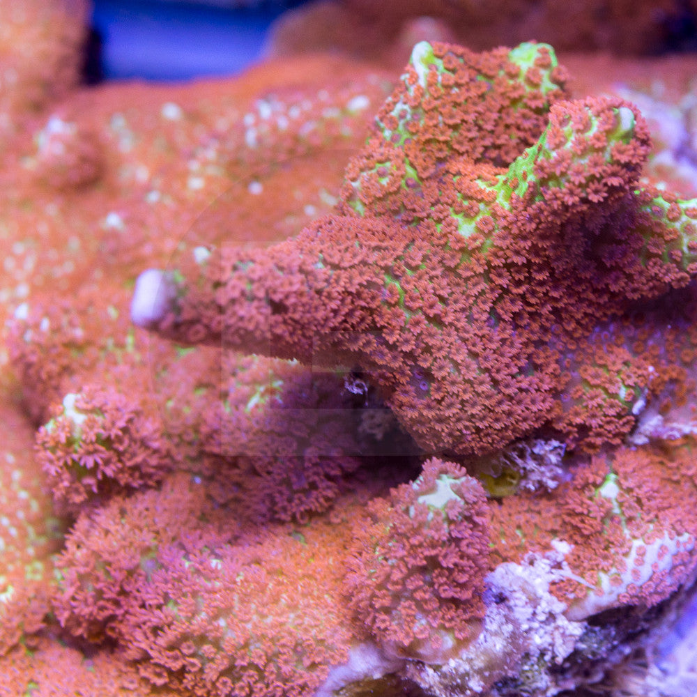 Forest fire digi – Battlecorals